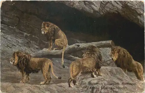 Hamburg Stellingen - Hagenbecks Tierpark - Löwen -662176