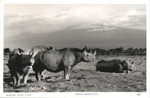 Black Rhinoceros - Nashorn -662246