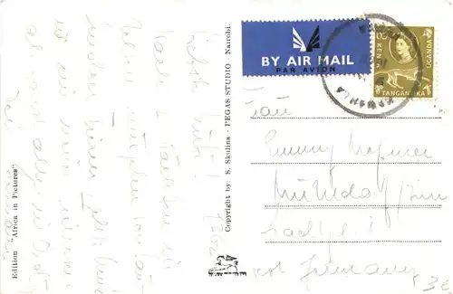 Black Rhinoceros - Nashorn -662246