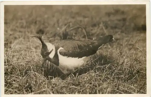 Texel - Kievit bij t Nest -662216