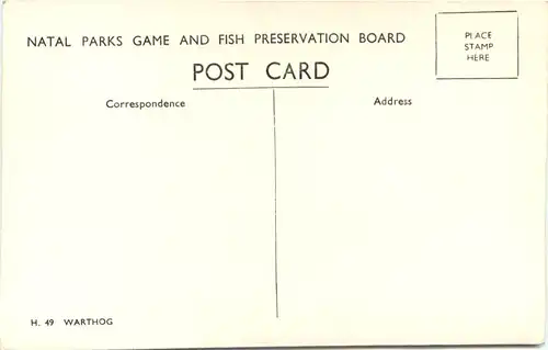 Warthog - Schwein -662286