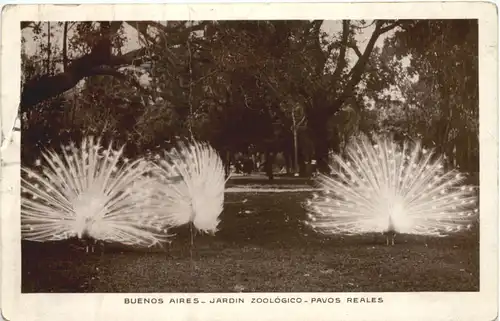 Buenos Aires - Jardin Zoologico - Pavos Reales -662360