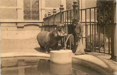 Anvers - Jardin Zoologique - Hippo -662404