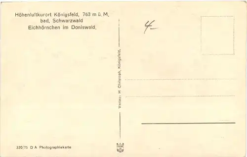 Königsfeld - Eichhörnchen im Doniswald -662424