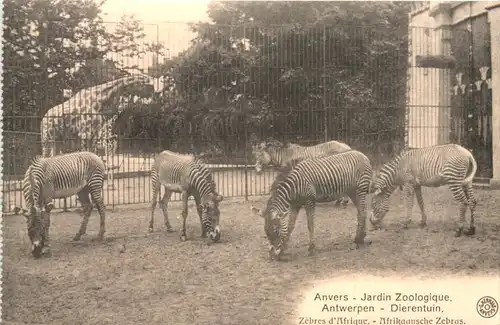 Anvers - Jardin Zoologique - Zebra -662400