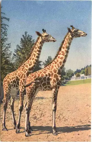 Giraffe -662444
