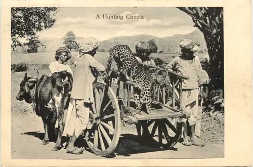 A Hunting Cheeta -662314