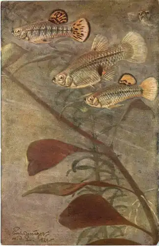 Fische - Limia vittata Gulchenot -662440
