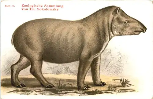 Gemeiner Tapir -662310