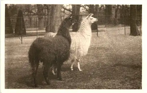 Wien Schönbrunn - Lama -662322