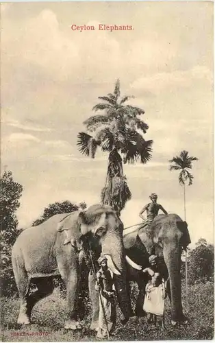 Ceylon - Elephants -662434