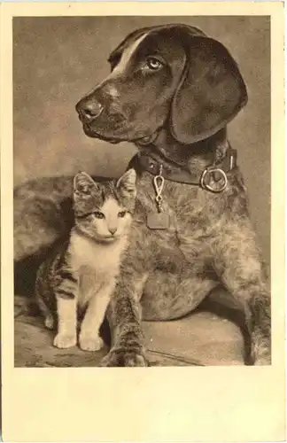 Katze mit Hund -662564