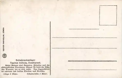 Schabrackentapir -662308