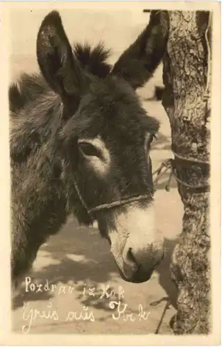 Gruss aus Krk - Esel Donkey -662438