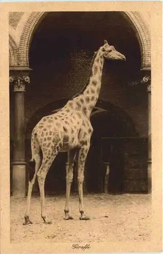 Giraffe -662442