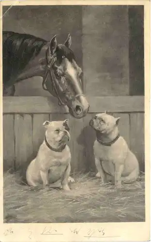 Hund - Dog mit Pferd -662534