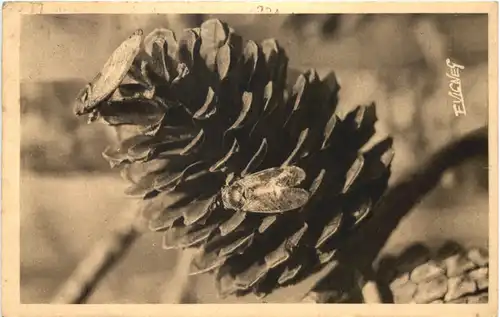 Pomme de pin et Cegales -662554