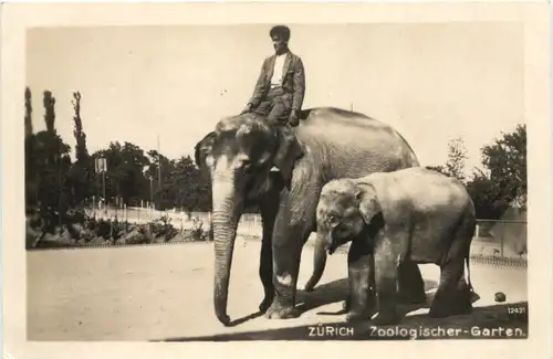 Zürich - Zoologischer Garten - Elephant -662388