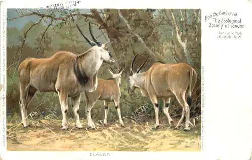 London - Zoological Society - Elands -662498