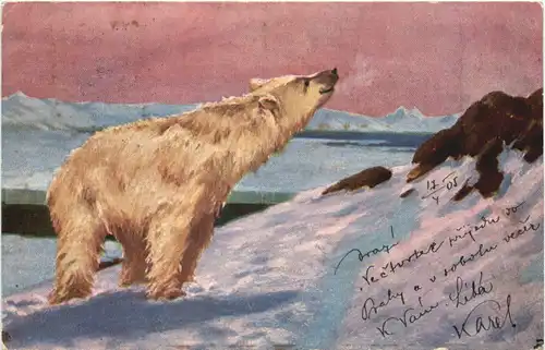 Eisbär - Polarbear -662428