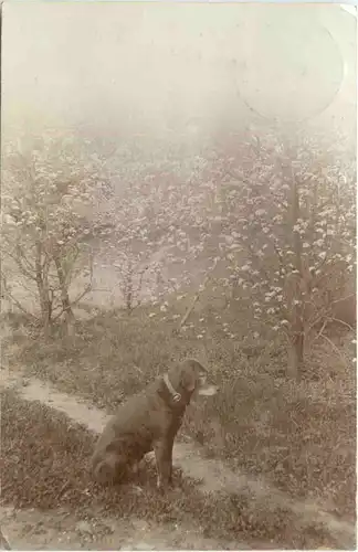 Hund - Dog - Obernburg -662538