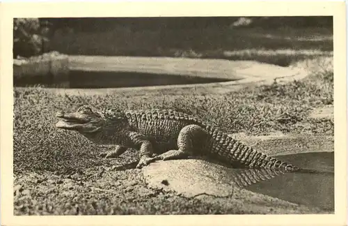 Wien - Schönbrunn - Hechtkaiman - Alligator -662346