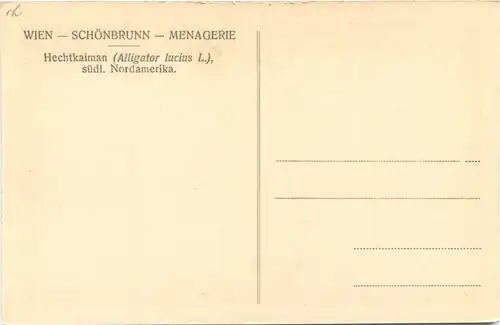 Wien - Schönbrunn - Hechtkaiman - Alligator -662346