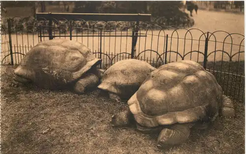 Anvers - Jardin Zoologique - Schildkröten -662406