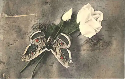 Schmetterling mit Rosen -662550