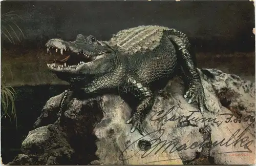 Egypt - Crocodile des Bords du Nil -662590