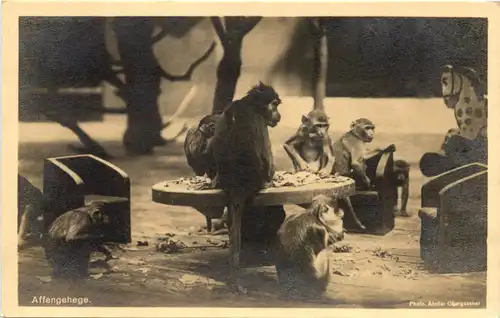 München - Zoologischer Garten - Affen -662432