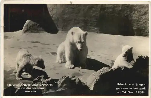 Rhenen - Ouwehands Dierenpark - Eisbär -662376