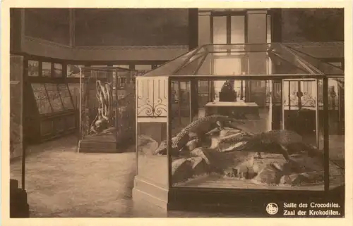 Tervueren - Musee du Congo Belge - Krokodil -662396