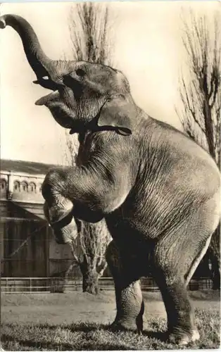 Amsterdam Artis - Jonge indische Olifant -662436
