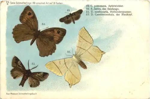 Schmetterling -662552