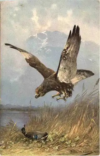 Vögel - Adler -662806