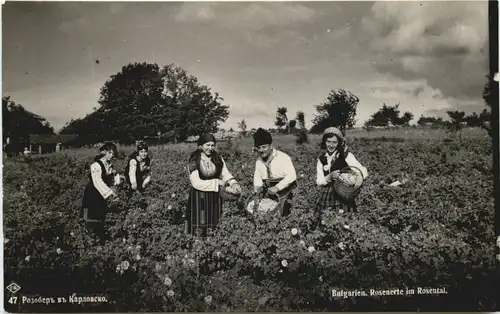 Bulgarien - Rosnernte im Rosental -663646
