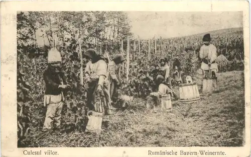 Rumänische Bauern - Weinernte - KuK Feldpost -663860