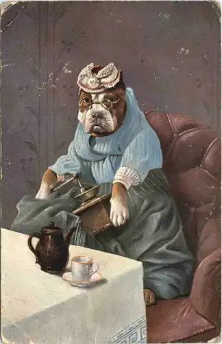 Hunde - Hund in Kleidung -664914