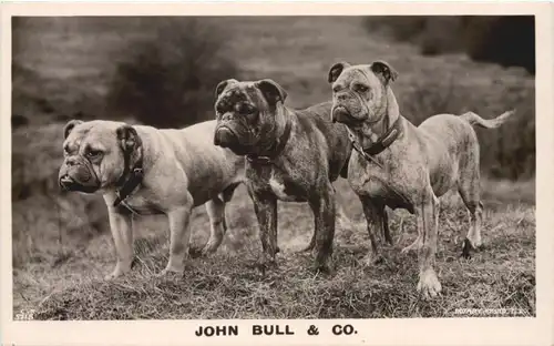 John Bull & Co. Hunde -664846