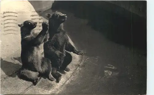 Paris, Parc Zoologique -541122