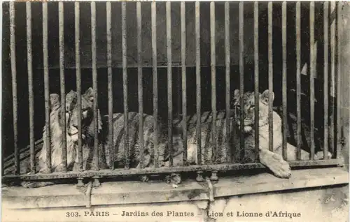 Paris, Jardins des Plantes - Lioa et Lionne dÀfrique -541226