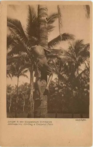 Javanese boy climbing a Cocoanut Palm -665640