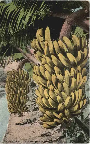Hawai - Nunch of Bananas -665638