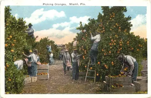 Miami - Picking Oranges -665642
