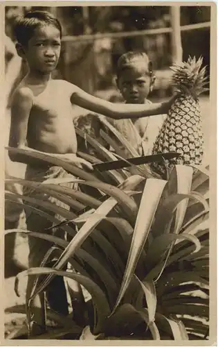 Singapore - Pineapple -665648