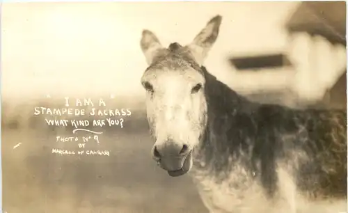 Esel Donkey - I am a Stampede Jackass -666274