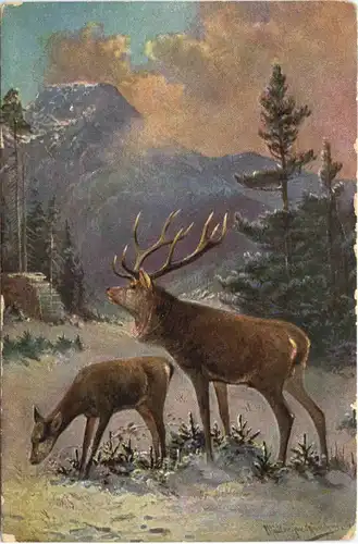 Hirsch - Künstler AK Müller jun -667116