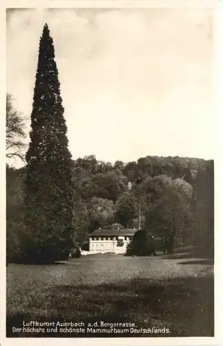 Auerbach a. d. Bergstrasse - Mammutbaum -667752