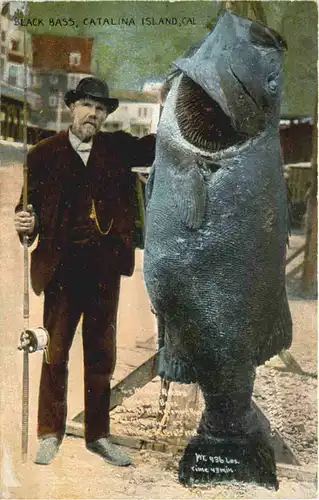 Fishing - Black Bass Catalina Island -667860